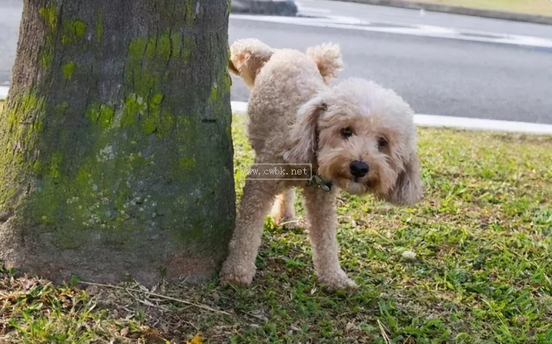 狗狗尿味太重怎么辦