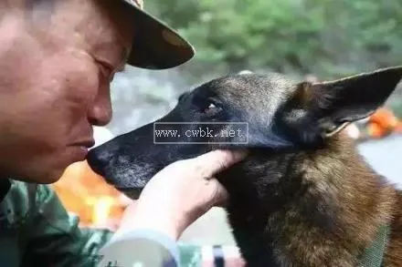 地震搜救犬為何全部處死 