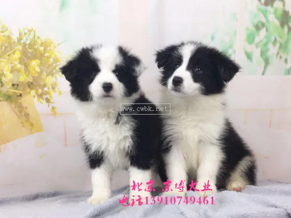 邊境牧羊犬售價