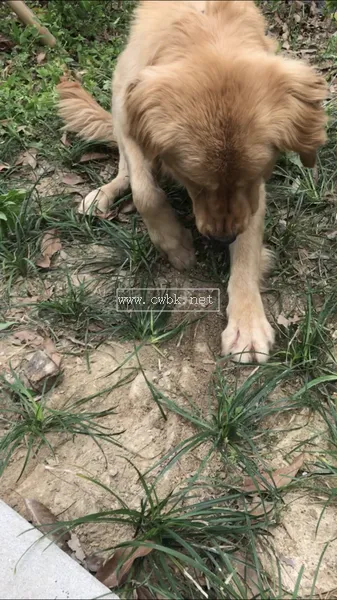 狗狗最近老是半夜刨地