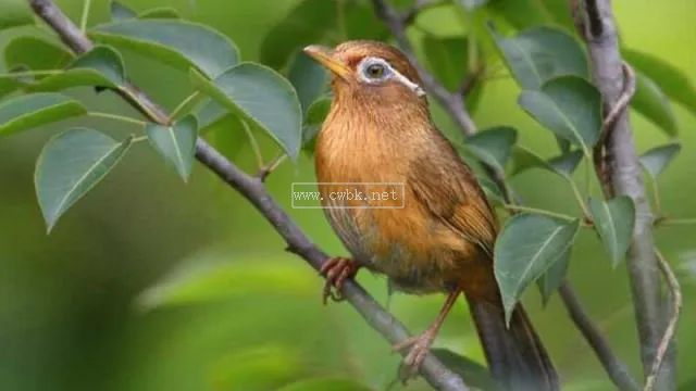 畫眉鳥打斗