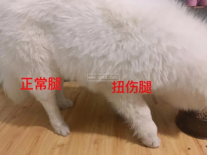 犬腳被歪到了怎么辦