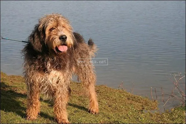 奧達獵犬