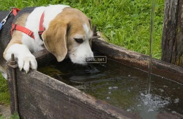 第一天 狗狗喝水