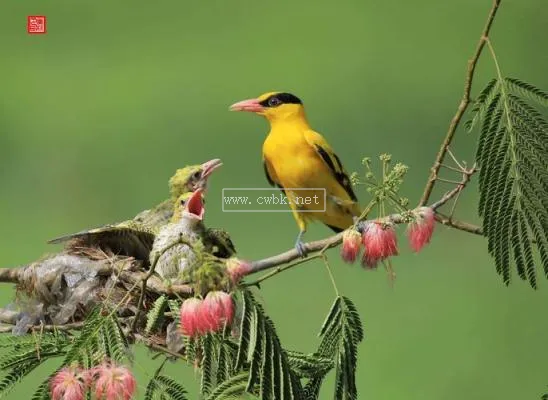 黃鸝鳥吃什么 