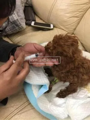 泰迪犬瘟是什么