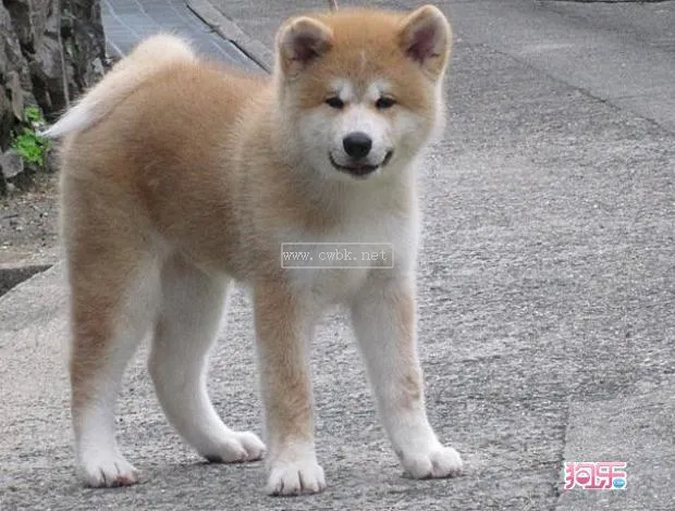 日本秋田犬介紹