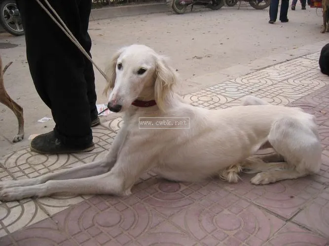 立耳的細犬是什么犬