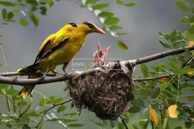 黃鸝鳥吃什么 