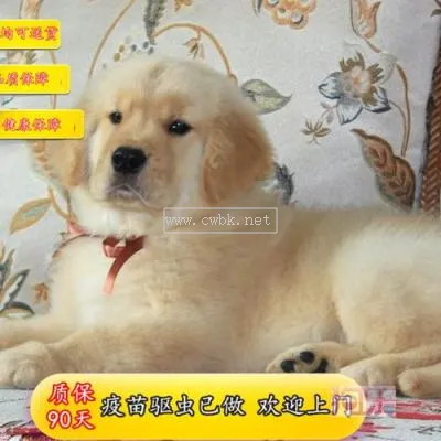 養(yǎng)一只金毛犬初期費用 