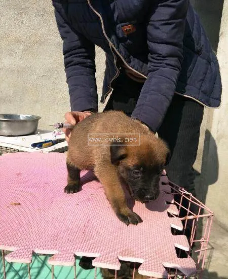 什么是血統狗馬犬