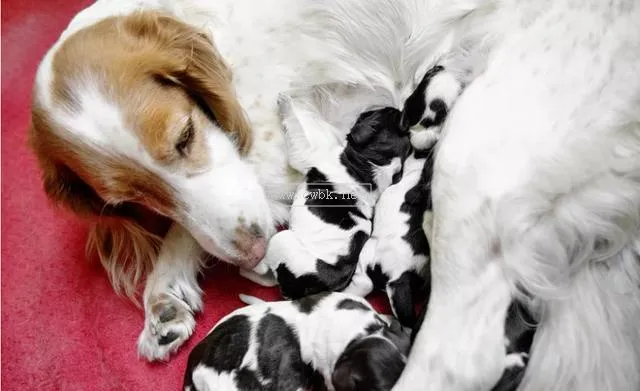 母犬分娩注意什么癥狀