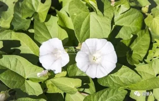 月光花價格 