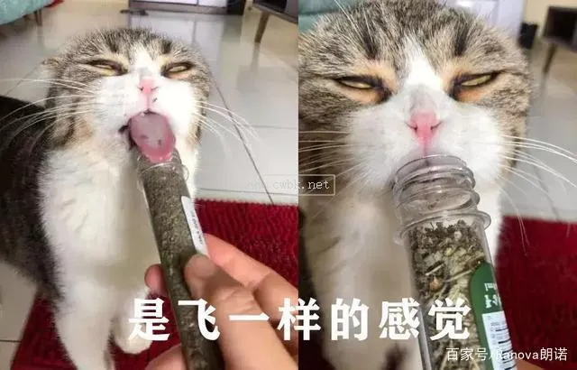 不喝水 貓咪有約