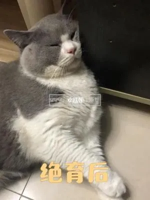 小貓抑郁癥能治好嗎