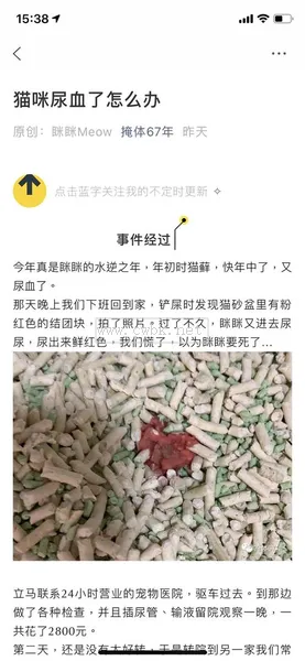 貓咪血尿原因介紹