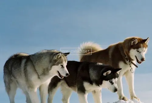 阿拉斯加雪橇犬電影