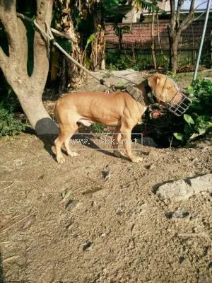 大丹犬串比特犬什么樣