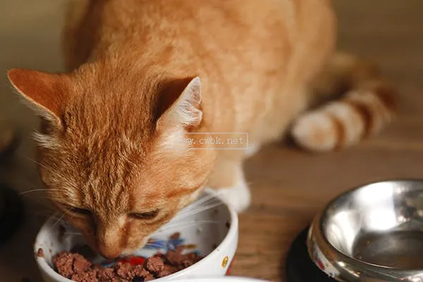 貓沒食欲