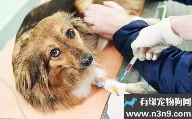 狗犬瘟一般需要打針治療多少天