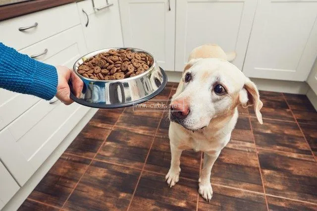 怎樣教狗狗吃飯