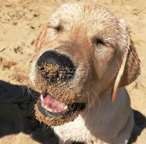 拉布拉多犬的皮很松嗎