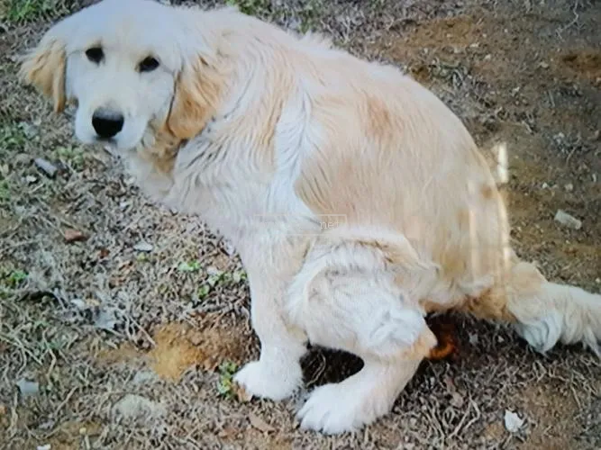 狗狗老死前 排泄