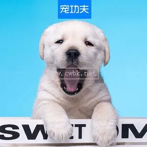 濟南拉布拉多專業犬舍 