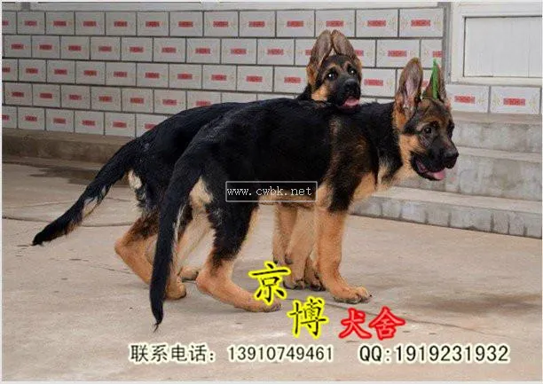 北京犬舍排名