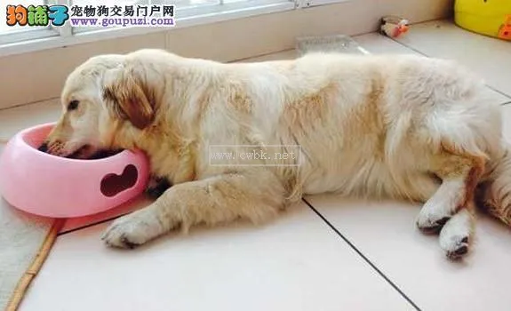 犬瘟 狗吃什么