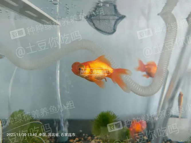 吃魚屎的魚