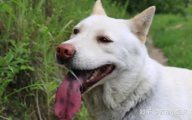 合肥擬禁養中華田園犬