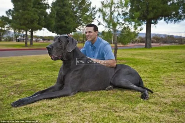 最大的大丹犬母狗 