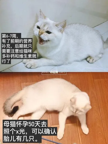 貓咪的懷孕間隔多久