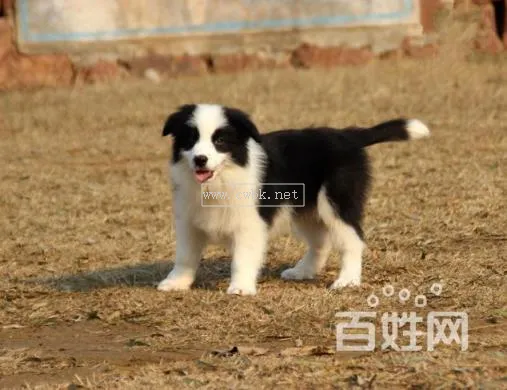 邊境牧羊犬性格特點  