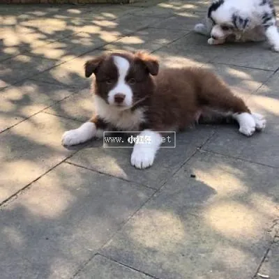 成都邊牧犬舍 