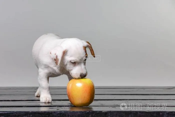 幼犬可以吃多少蘋果