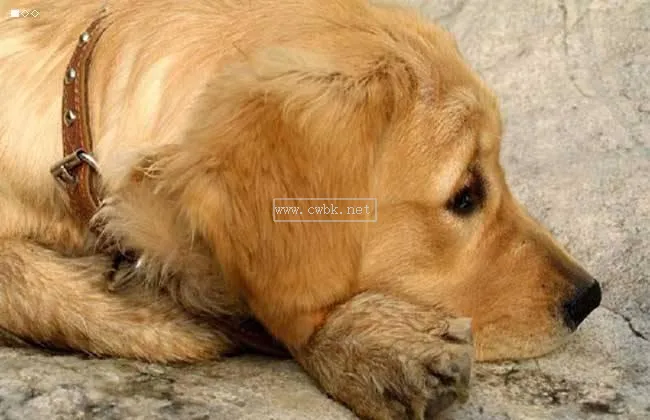 金毛幼犬的毛什么時候長好