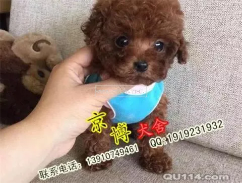 泰迪犬的資料簡介 