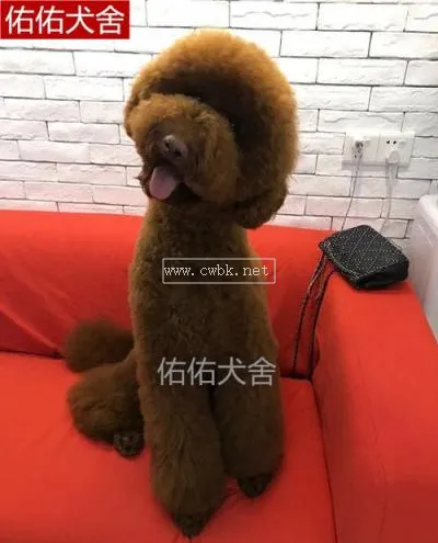 巨型貴賓犬幻犬怎么喂養6