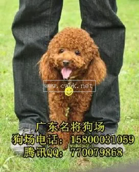 泰迪犬的資料簡介 