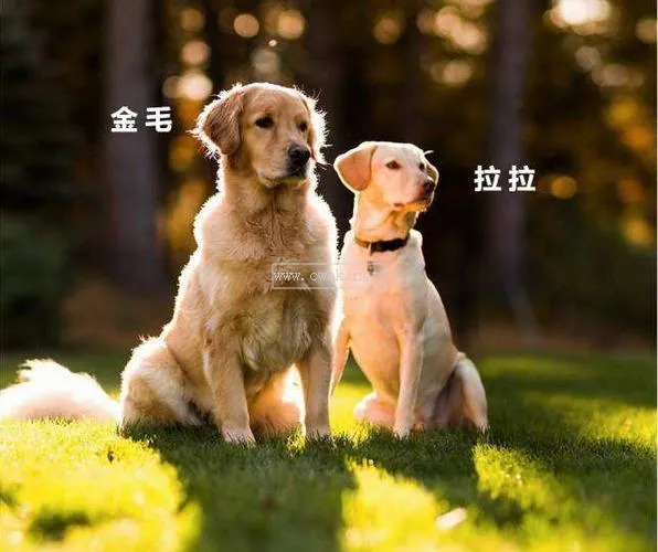 狗和犬的區分