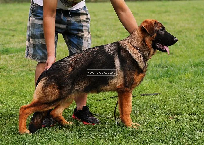 德賽爾犬舍幼犬多少錢