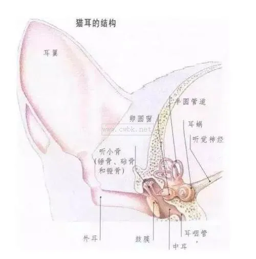 貓咪耳朵的構(gòu)造