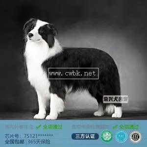 成都邊牧犬舍 