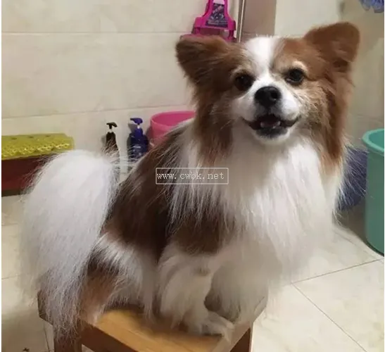 蝴蝶犬尾巴是什么樣