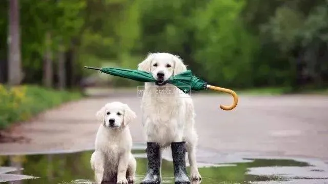 狗狗冬天下雨怎么遛狗