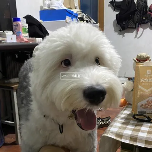 古牧犬怎么養