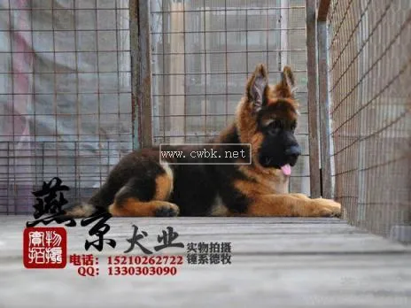 國內著名德牧犬舍 