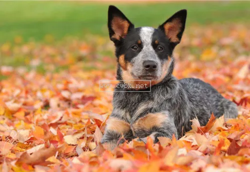 澳洲牧牛犬怎么沒人養